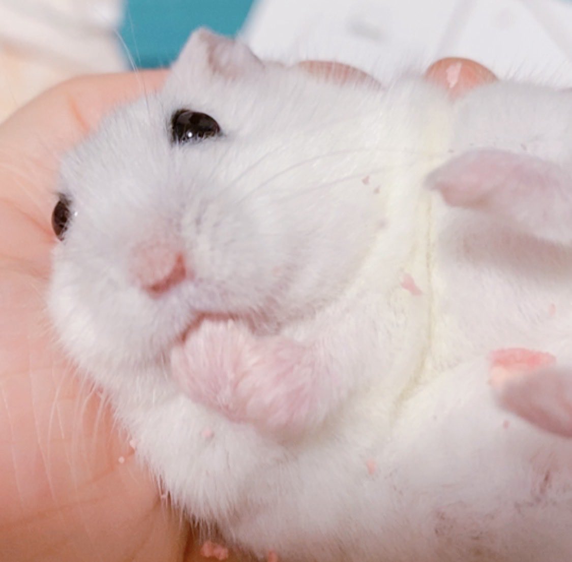 milmil814's tweet photo. もちもちハムスター🐹ྀི https://t.co/4jjkPN08ga