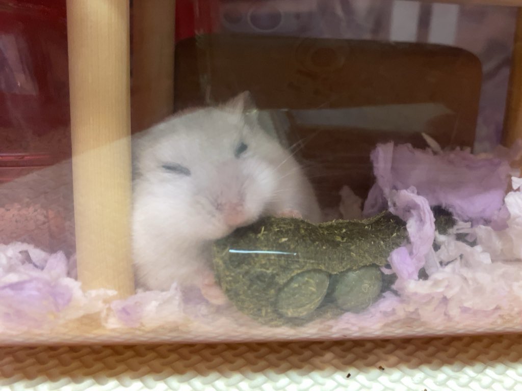 milmil814's tweet photo. もちもちハムスター🐹ྀི https://t.co/4jjkPN08ga