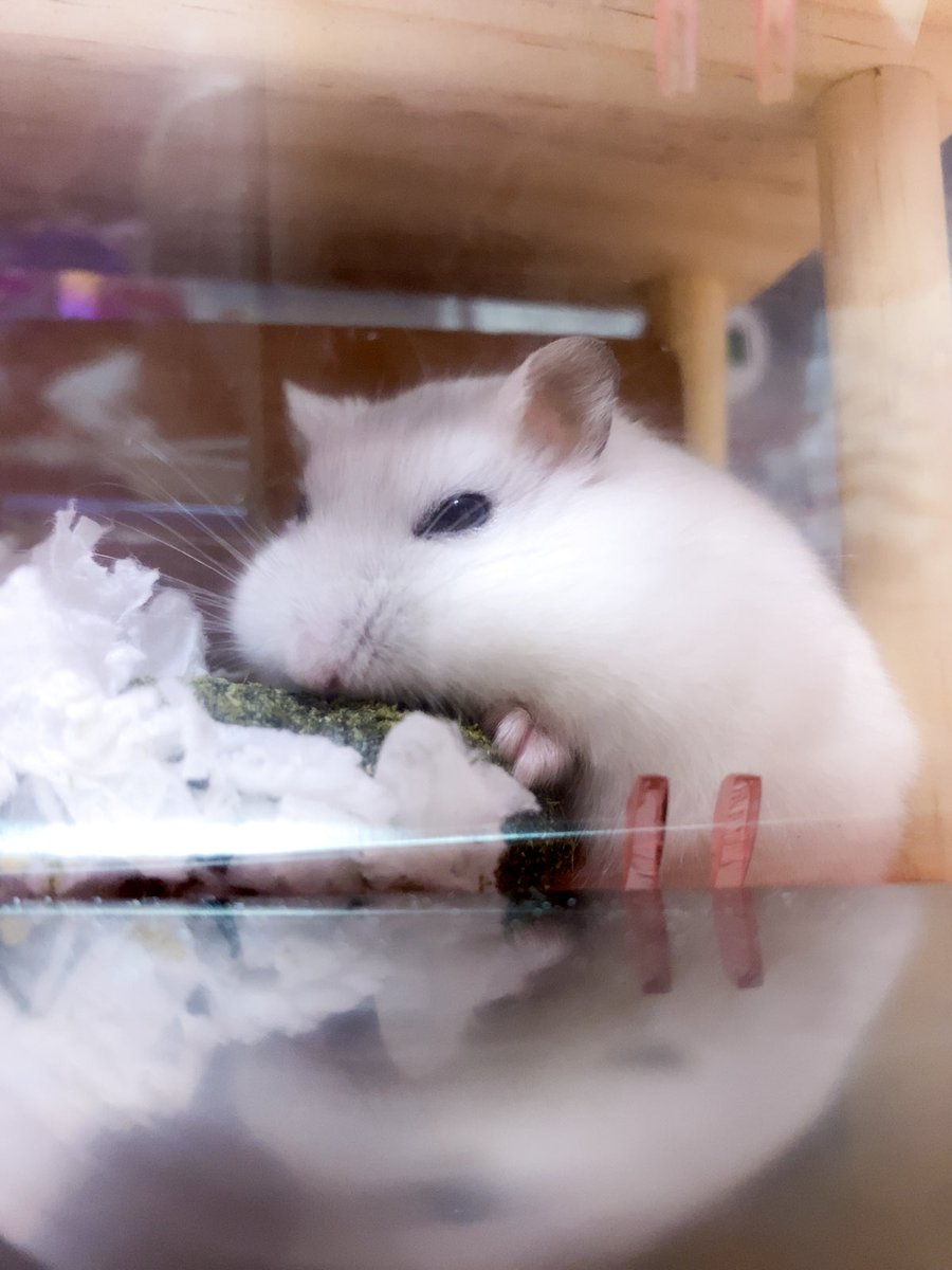 milmil814's tweet photo. もちもちハムスター🐹ྀི https://t.co/4jjkPN08ga