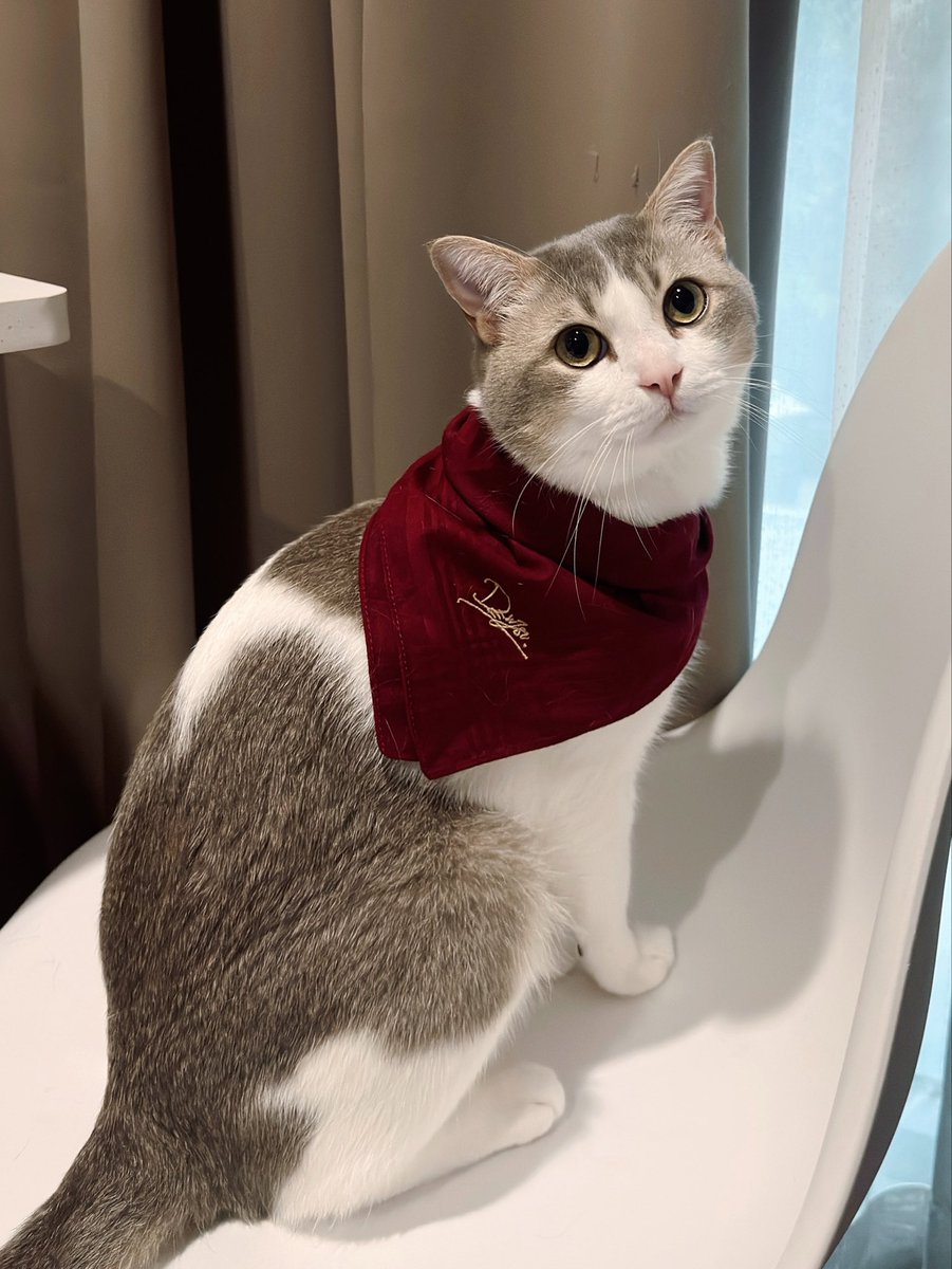 frommeowtomars's tweet photo. พิ่ไป๋ขอฝากตัวเป็นลูกศิษย์สำนักเจสุไร้พ่ายอีกคน(ตัว)นะครับ รอศิษย์น้องรินเกิดมาน้าจะเอามาผูกเพิ่ม 🤩🤩

— ผ้าเช็ดหน้าเจสุ(เป็นให้คุณได้ทุกอย่าง)หาซื้อได้ only at #jsuspace #dew_jsu ✨ https://t.co/dMsEubvXwF