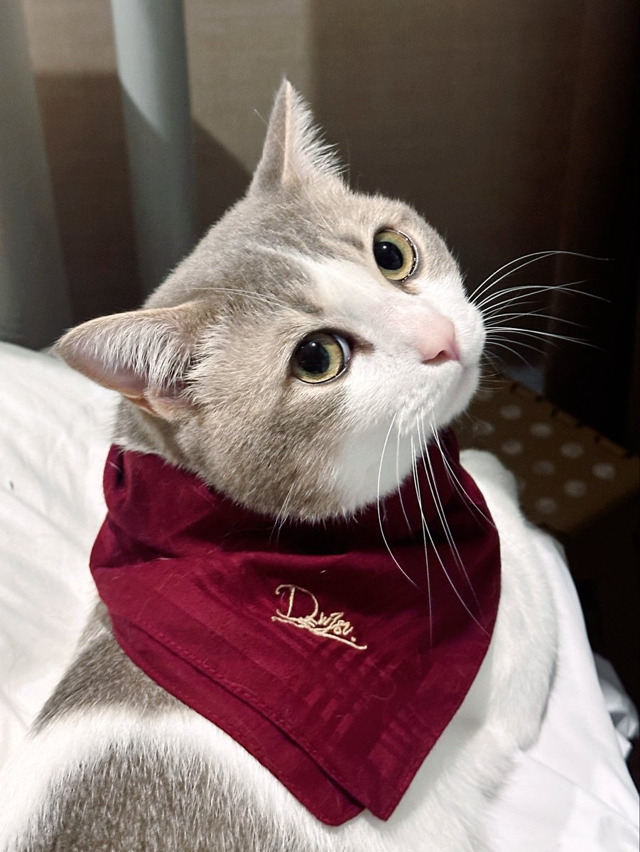 frommeowtomars's tweet photo. พิ่ไป๋ขอฝากตัวเป็นลูกศิษย์สำนักเจสุไร้พ่ายอีกคน(ตัว)นะครับ รอศิษย์น้องรินเกิดมาน้าจะเอามาผูกเพิ่ม 🤩🤩

— ผ้าเช็ดหน้าเจสุ(เป็นให้คุณได้ทุกอย่าง)หาซื้อได้ only at #jsuspace #dew_jsu ✨ https://t.co/dMsEubvXwF