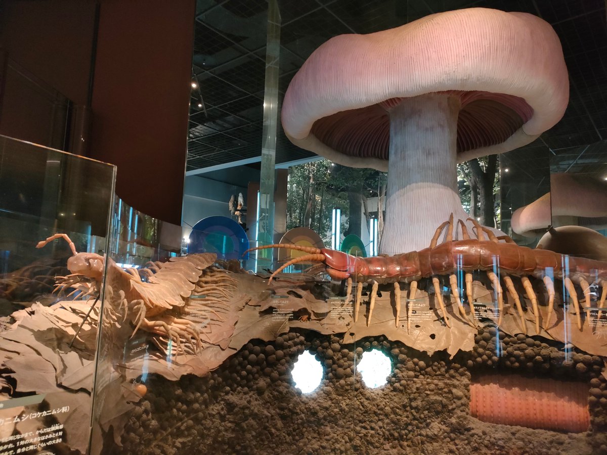 amber_trvl's tweet photo. ミュージアムパーク茨城県自然博物館に行ってきた! 科学史の本を読んでから自然史博物館にいろいろと行きたくなったので、先月の上野の科博に続いて訪問。古さを感じる部分も多いけど、sense of wonderを思い出して楽しめました。けっこうな規模の水槽と生き物がいて水族館っぽさがあるのも珍しいかも? https://t.co/3G59aNgMlO