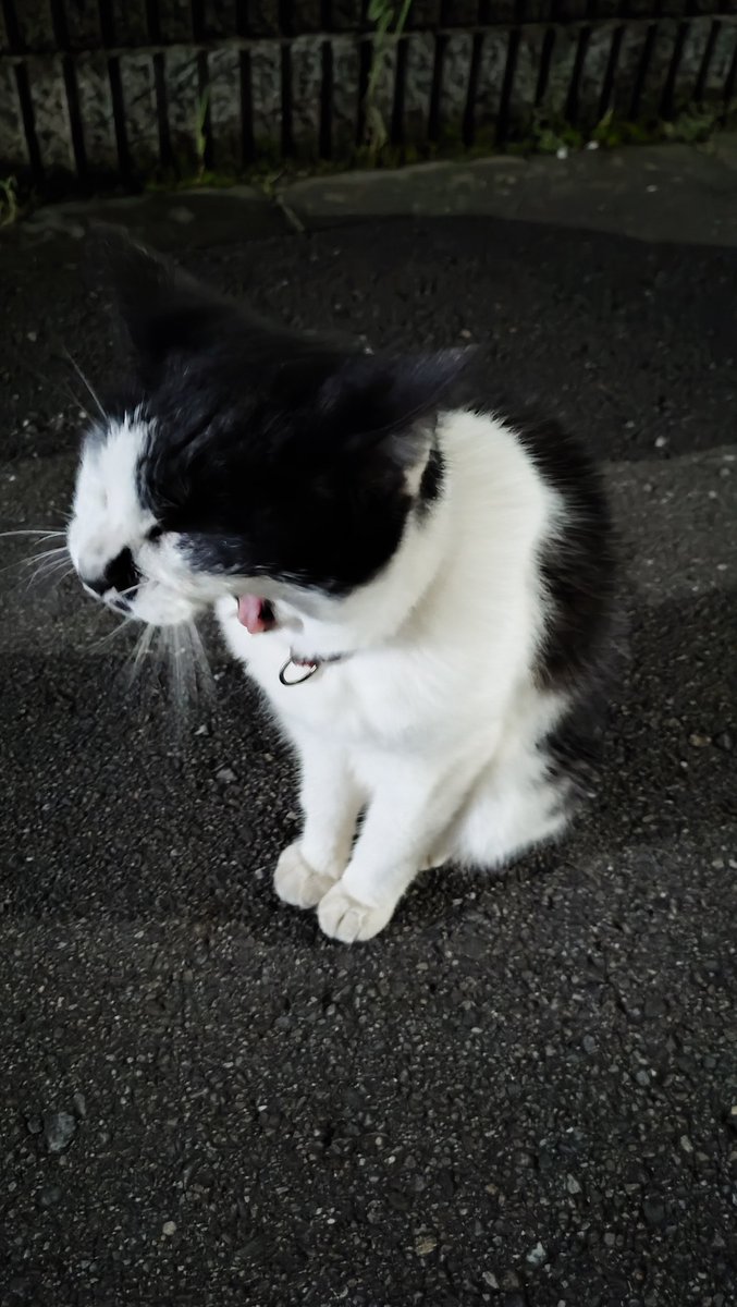 axis_sagamihara's tweet photo. ネコ😾いました！
あくびをしたり、可愛がってくれる通行人に寄っていったりしていました。 https://t.co/rT5d7QnJ75