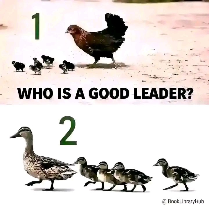 ibbcoolcash's tweet photo. Who is a good leader the hen or the Duck ??? https://t.co/tSWbMX6gQm