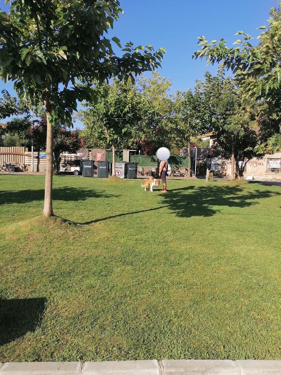 yagmur_gokce06's tweet photo. Sahipli sahipsiz bütün köpekler ülkenin içine ediyor.

Büyükada Horoz Reis Parkı artık çim alan değil, açık tuvalet. Kontrol yok, denetim yok, toplayan yok. Uyarsan cevap hazır: "Sahipsizler parkın içine ederken iyi, uyarın benim köpeğimin pohuna mı?"🤷🏻‍♀️ https://t.co/zWMNcC6yKP