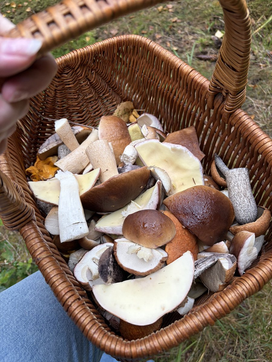 helloitspuff's tweet photo. Mushroom picking season 🍄‍🟫 
Spoiled with Karl Johan mushrooms, but found some chanterelle as well! https://t.co/gCz4IYtd2w