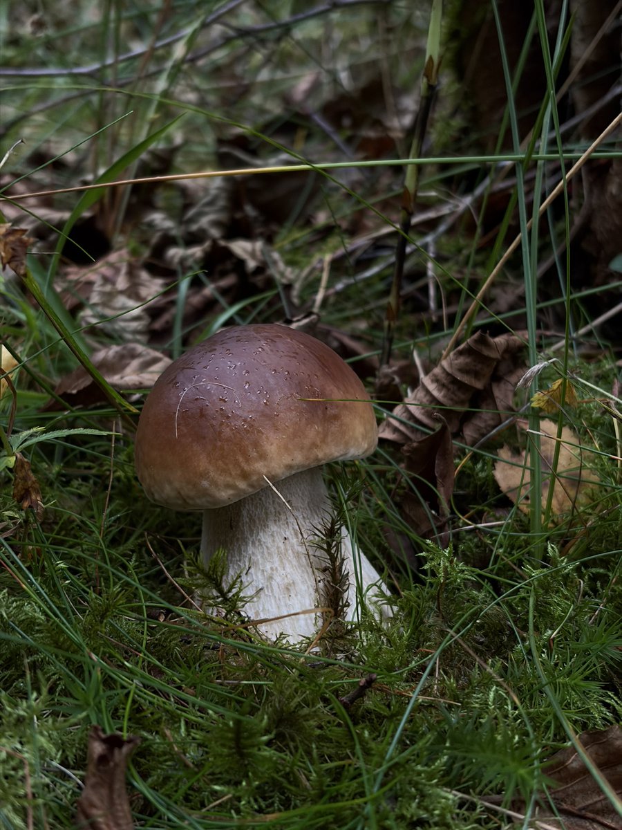 helloitspuff's tweet photo. Mushroom picking season 🍄‍🟫 
Spoiled with Karl Johan mushrooms, but found some chanterelle as well! https://t.co/gCz4IYtd2w