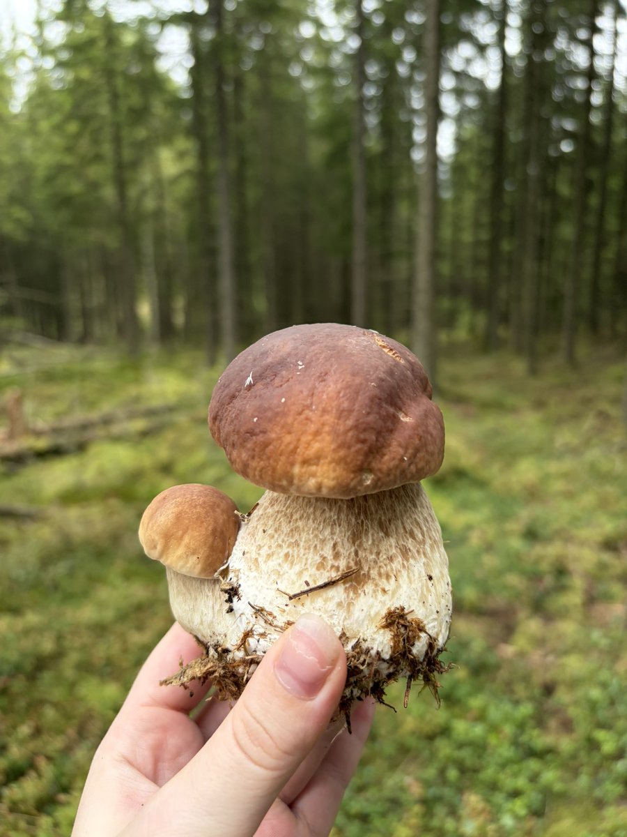 helloitspuff's tweet photo. Mushroom picking season 🍄‍🟫 
Spoiled with Karl Johan mushrooms, but found some chanterelle as well! https://t.co/gCz4IYtd2w