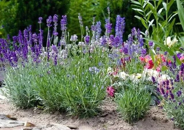 peacb463270's tweet photo. Just spent the most magical morning wandering through the lavender fields in Provence—purple waves stretching as far as the eye can see, and the air smells like pure honey and sun. Left with a pocket full of flower stems and a heart full of soft, slow vibes https://t.co/DLsWefOqdS