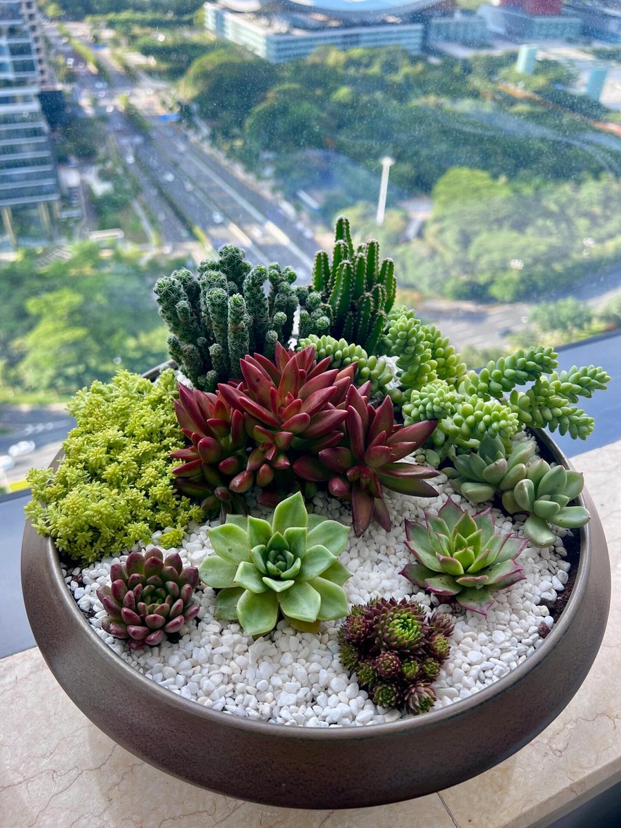 squia837549's tweet photo. My daily work zone hack: a small potted succulent and a neat cable organizer keep my desk tidy u0026 calm at work . https://t.co/U7eRjGluMu