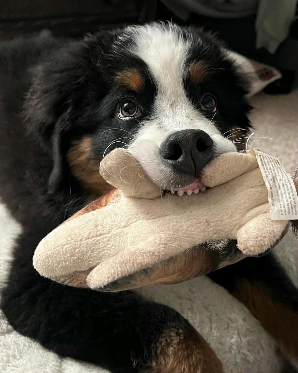 anike891863's tweet photo. My fur baby just hit 6 months old! From a tiny wiggly peanut to a zooming little troublemaker, every messy cuddle and silly step is my favorite memory. https://t.co/RNbaiywn9w