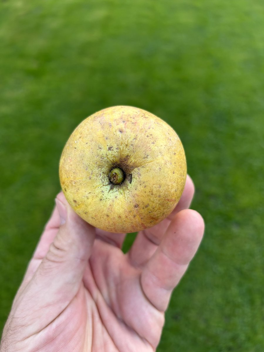 stewartwaine's tweet photo. No DNA apple match for this one I found in an abandoned orchard I used to collect from as a child , sent samples away to the apple place in Aberystwyth university and came back with no match found :) , the original tree has since perished , https://t.co/uHDR8R1sTa