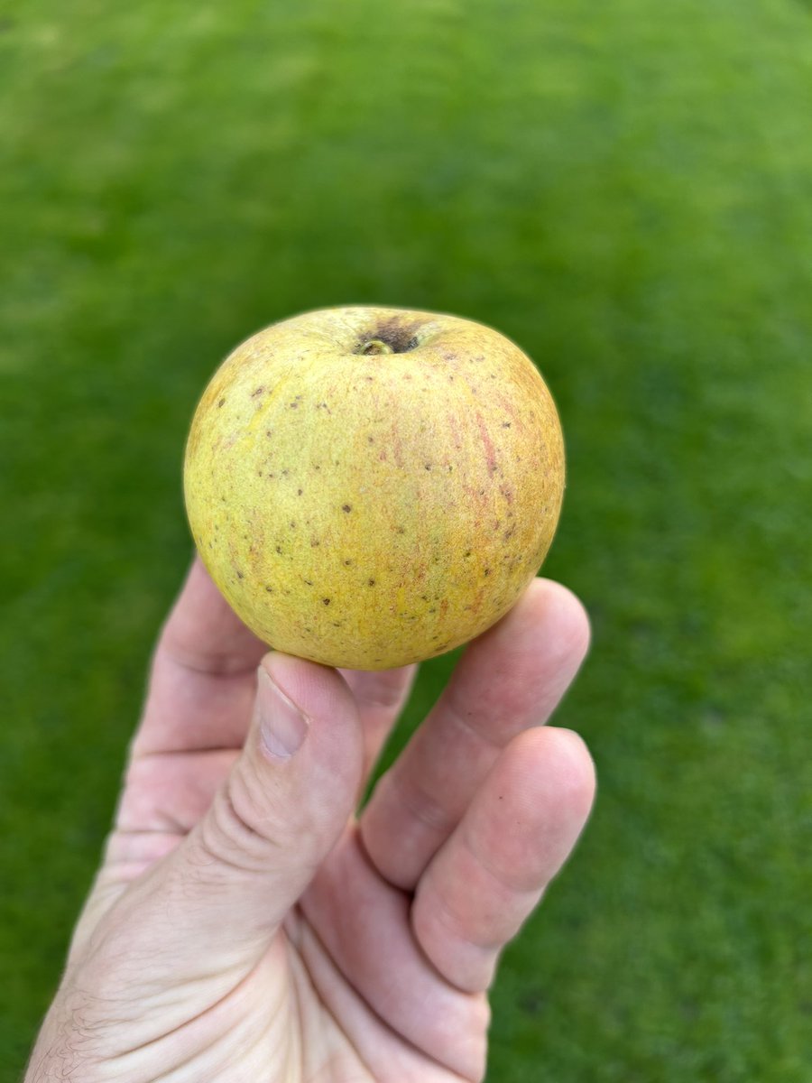 stewartwaine's tweet photo. No DNA apple match for this one I found in an abandoned orchard I used to collect from as a child , sent samples away to the apple place in Aberystwyth university and came back with no match found :) , the original tree has since perished , https://t.co/uHDR8R1sTa