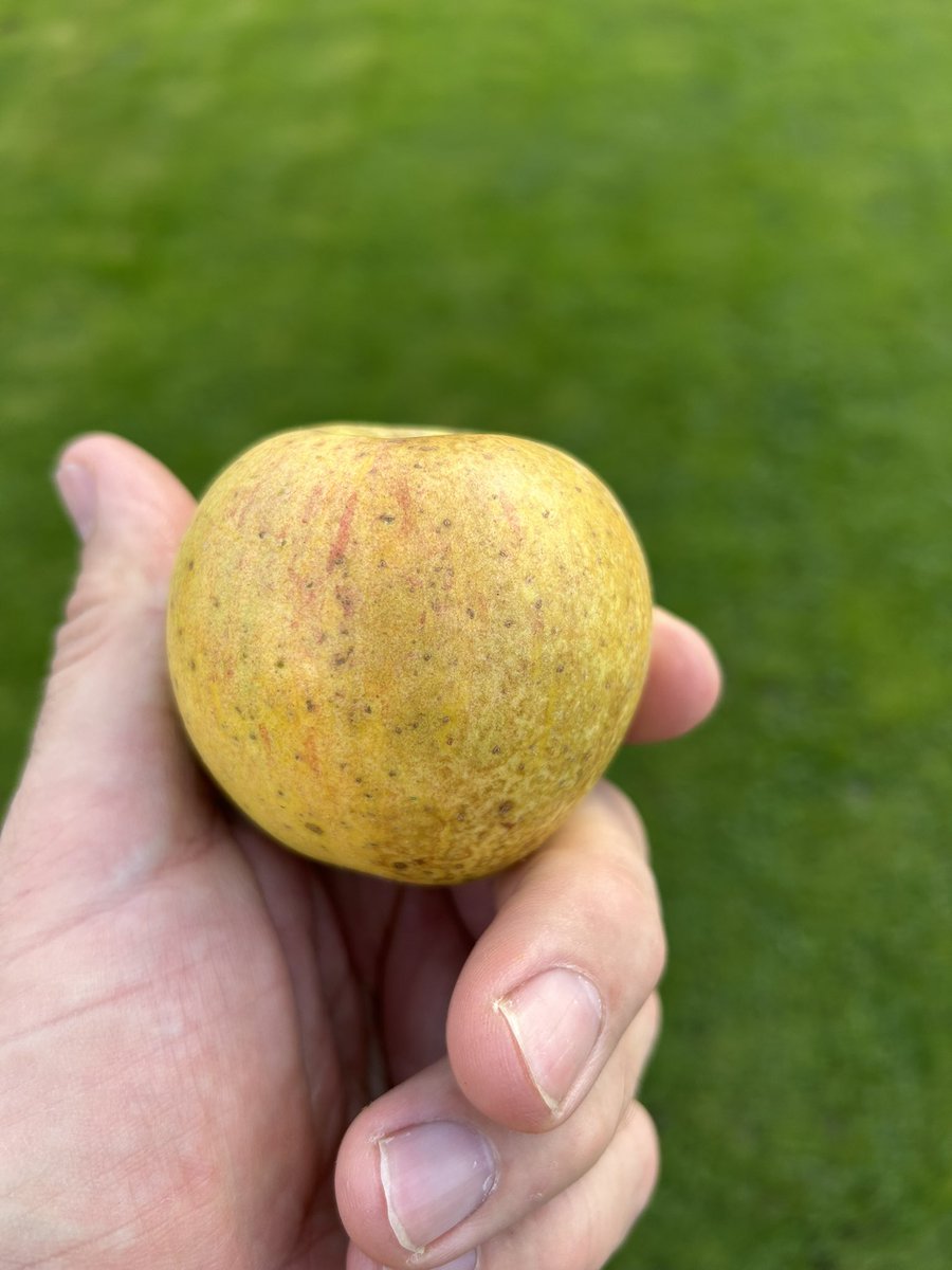 stewartwaine's tweet photo. No DNA apple match for this one I found in an abandoned orchard I used to collect from as a child , sent samples away to the apple place in Aberystwyth university and came back with no match found :) , the original tree has since perished , https://t.co/uHDR8R1sTa