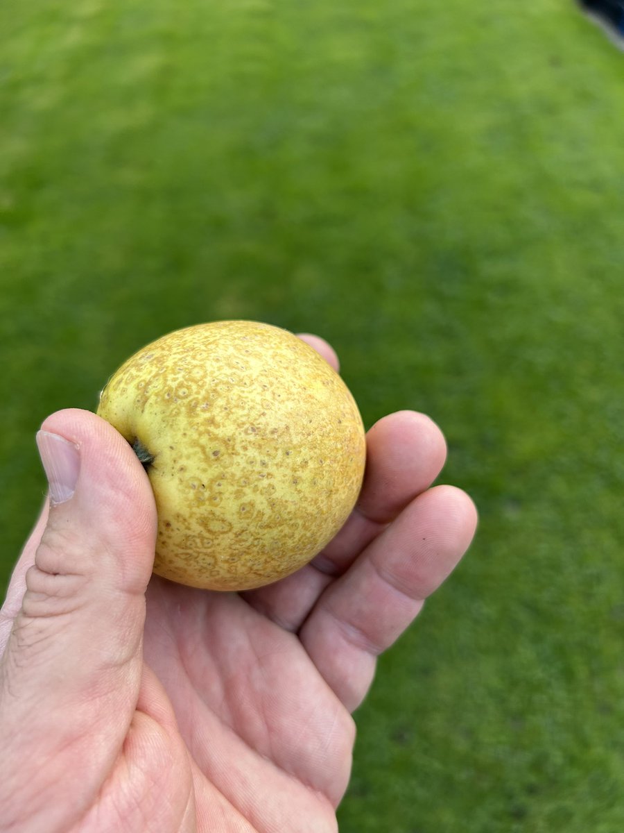 stewartwaine's tweet photo. No DNA apple match for this one I found in an abandoned orchard I used to collect from as a child , sent samples away to the apple place in Aberystwyth university and came back with no match found :) , the original tree has since perished , https://t.co/uHDR8R1sTa