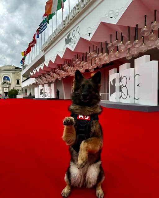 poliziadistato's tweet photo. Buona serata dal nostro cane antiesplosivo Jodie della questura di Venezia che ha terminato il suo prezioso servizio alla 83^Mostra del cinema 😍
#essercisempre https://t.co/A55cT0mmBC