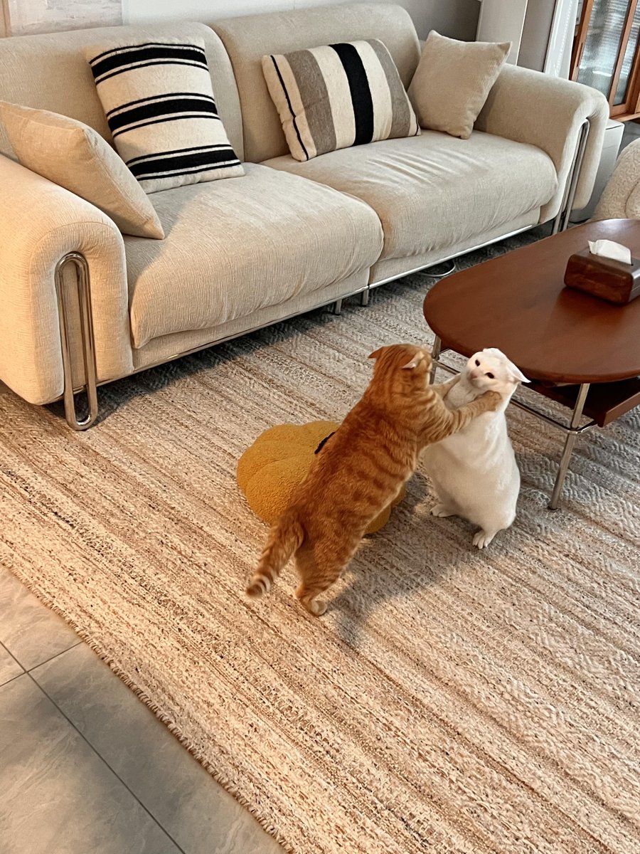 chali725927's tweet photo. My fluffy pup Max just hit his 6-month mark! From wobbly tiny peanut to zooming cuddle bug in half a year—every wag, yawn and silly zoom makes my heart full. https://t.co/VB6oUqhisf