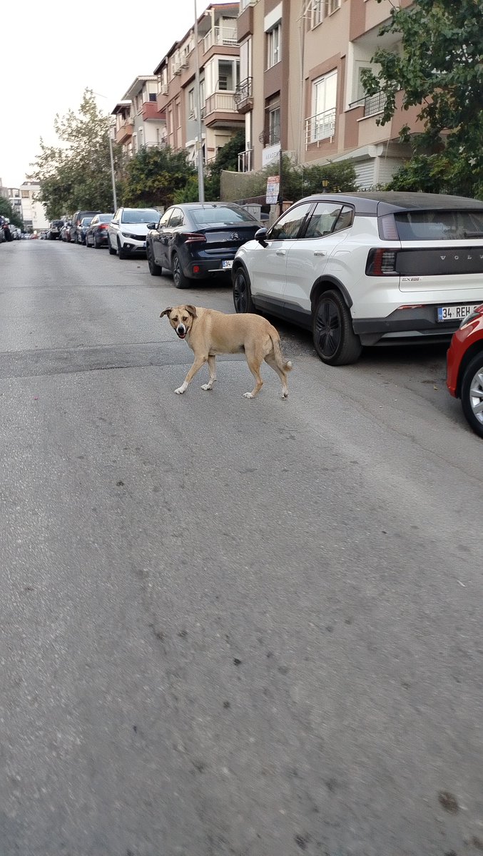 seda_su7's tweet photo. Allahın belası @MuratpasaBld 

1972 sokakta daha 5 dk önce şu görmüş olduğunuz it'in saldırısına uğradım. Sokak boyunca domuz gibi kovaladı beni!!! 

@Av_umituysal diyor ki bu başıboş köpekleri toplamak benim görevim değil Sayın Bakanım @mustafaciftcitr  @antalyadkmp https://t.co/h1AfKElcRw