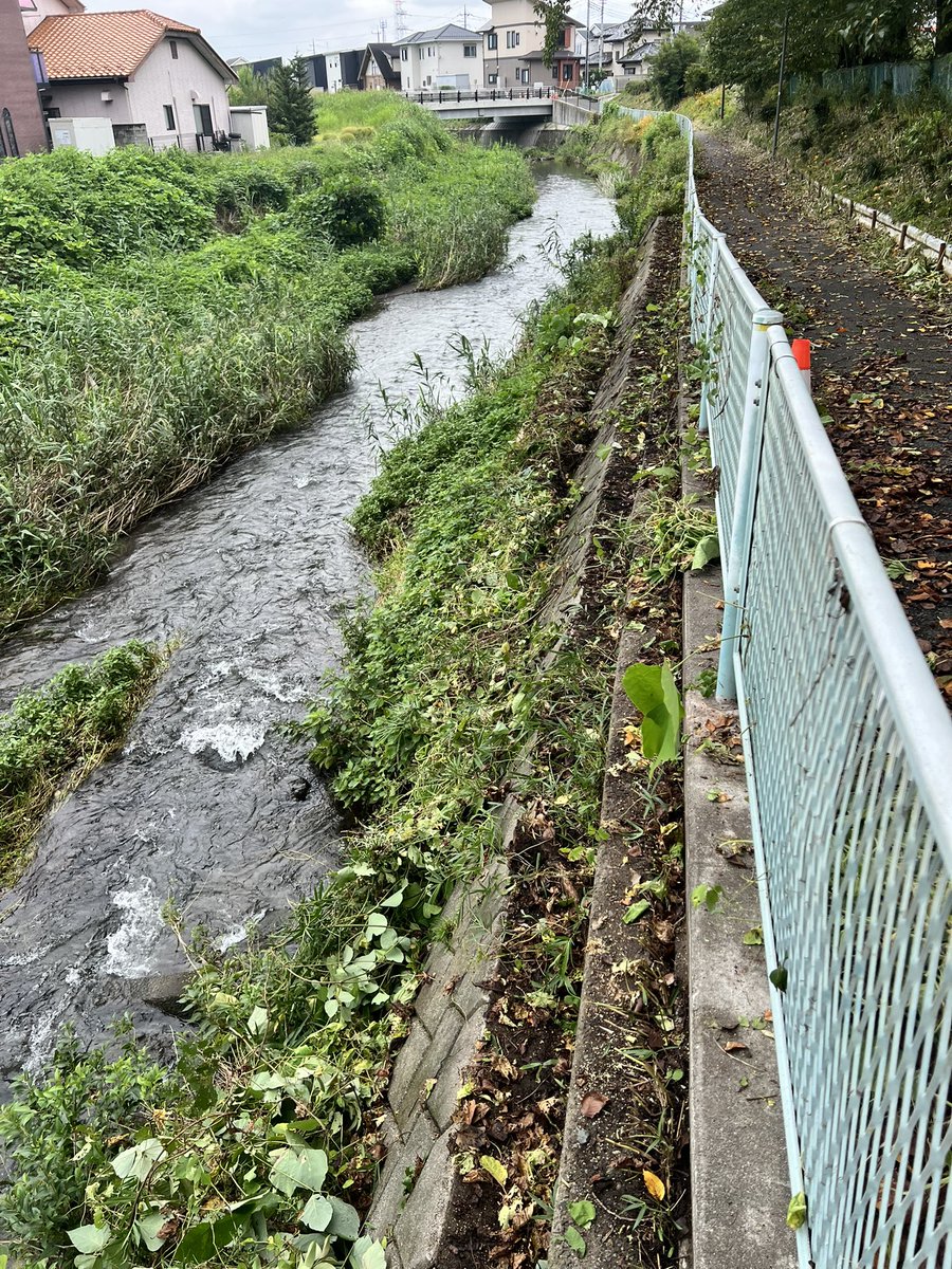 mizunotoshio's tweet photo. 移動の合間に、染谷川の遊歩道で絡まったツルやらクズやらを退治

①５月に河川整備してから半年でこんなになるとは…
↓
今、手を入れれば、さほど苦労せずに現状を維持できるため、ヤッケと長靴を履いて、ノコギリ鎌でバッサ、バッサ！
↓
②③一部区間ですが、きれいになりました♡

#チョコボラ https://t.co/2vrtU2scUO