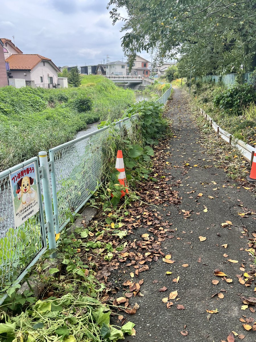 mizunotoshio's tweet photo. 移動の合間に、染谷川の遊歩道で絡まったツルやらクズやらを退治

①５月に河川整備してから半年でこんなになるとは…
↓
今、手を入れれば、さほど苦労せずに現状を維持できるため、ヤッケと長靴を履いて、ノコギリ鎌でバッサ、バッサ！
↓
②③一部区間ですが、きれいになりました♡

#チョコボラ https://t.co/2vrtU2scUO