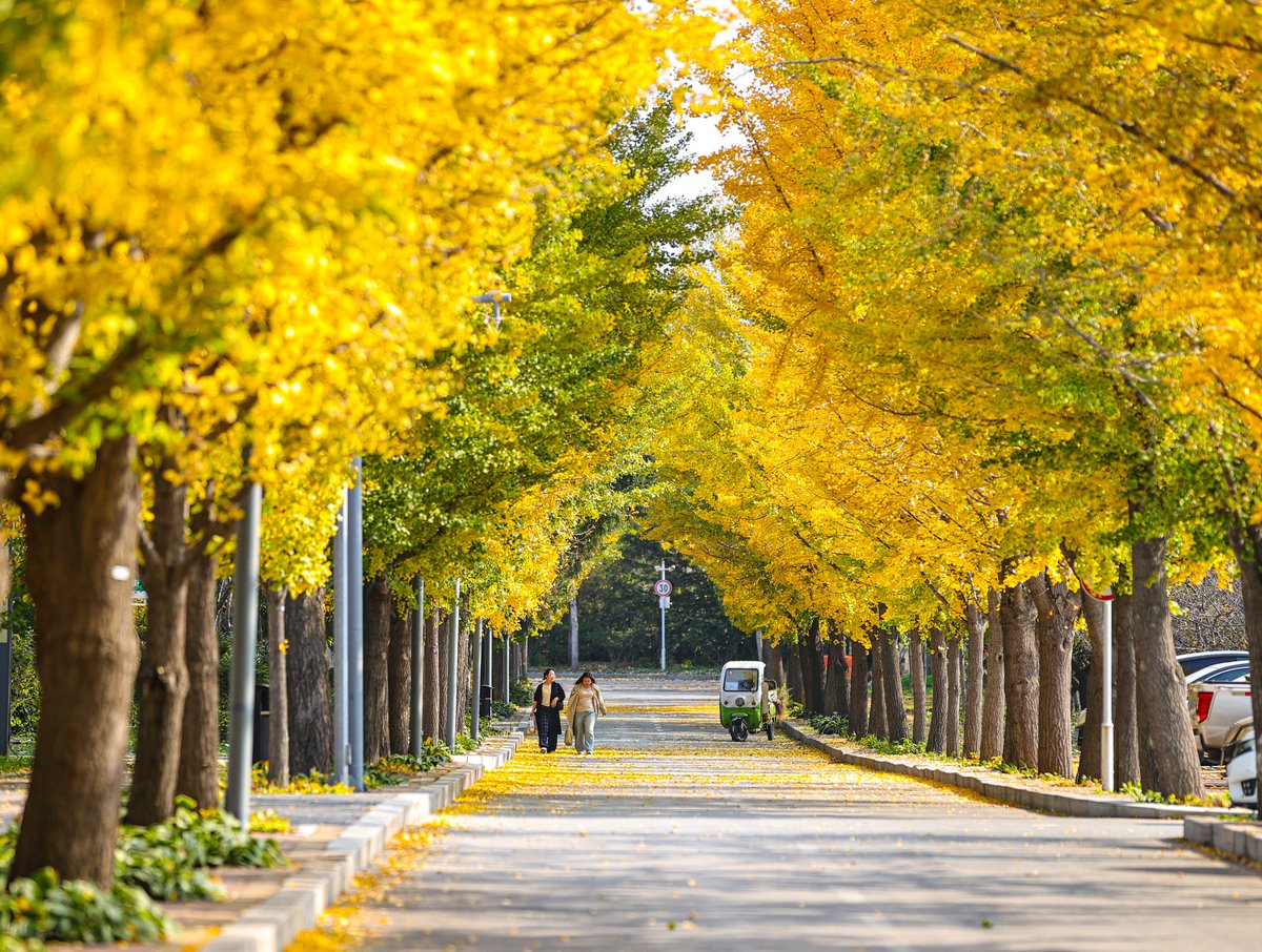 glorx146887's tweet photo. The first autumn breeze is here! Golden leaves and cozy sweaters mode ON ， https://t.co/p8XCadvYex