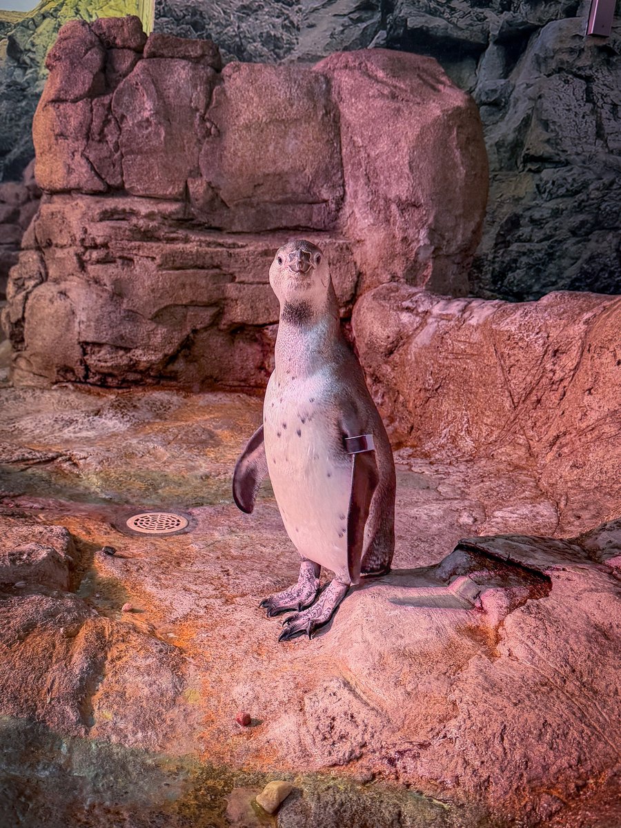 AqNiagara's tweet photo. Can you even call yourself a Goo Goo Dolls fan if you haven't come to see Iris in Penguin Coast? 

The Aquarium is reopened following our seasonal maintenance and admission is $5 OFF as the sea lions remain off-exhibit. https://t.co/d2y0n2pqiO