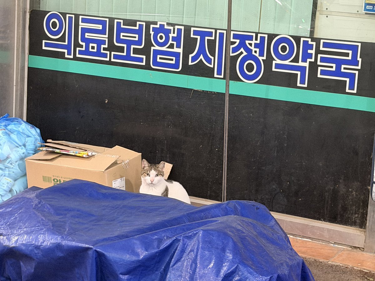 yew__6's tweet photo. 우리 동네 길고양이 https://t.co/FlOpbLsN3g