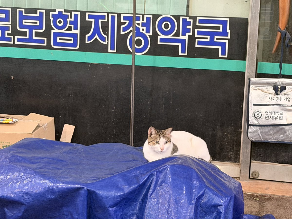 yew__6's tweet photo. 우리 동네 길고양이 https://t.co/FlOpbLsN3g