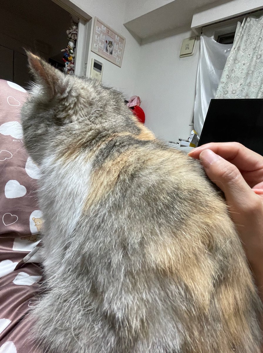 chiko_with's tweet photo. ソファでゴロゴロしていたら、お腹の上に。
重すぎて内臓痛いよチコたん_:(´ཀ`」 ∠): https://t.co/JHfUgXaB1G
