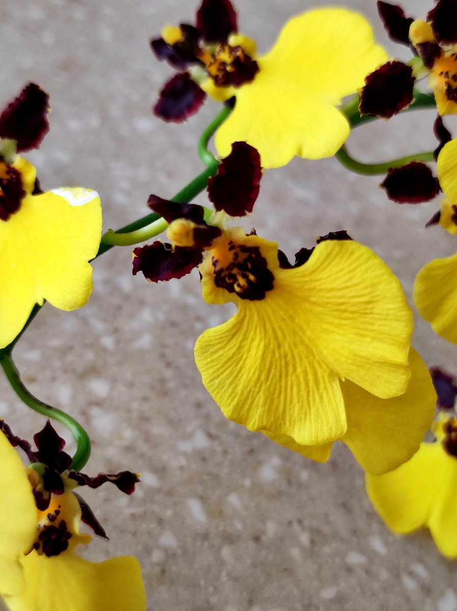 Bhyshma's tweet photo. Gomesa (Onc.) Moon Shadow 'Tiger Tail'
Лялечки дотанцьовують свій танок.

#orchid #oncidium #gomesa #gomesamoonshadow #gomesamoonshadowtigertail #oncidiummoonshadowtigertail https://t.co/O9cGGSIiZ4