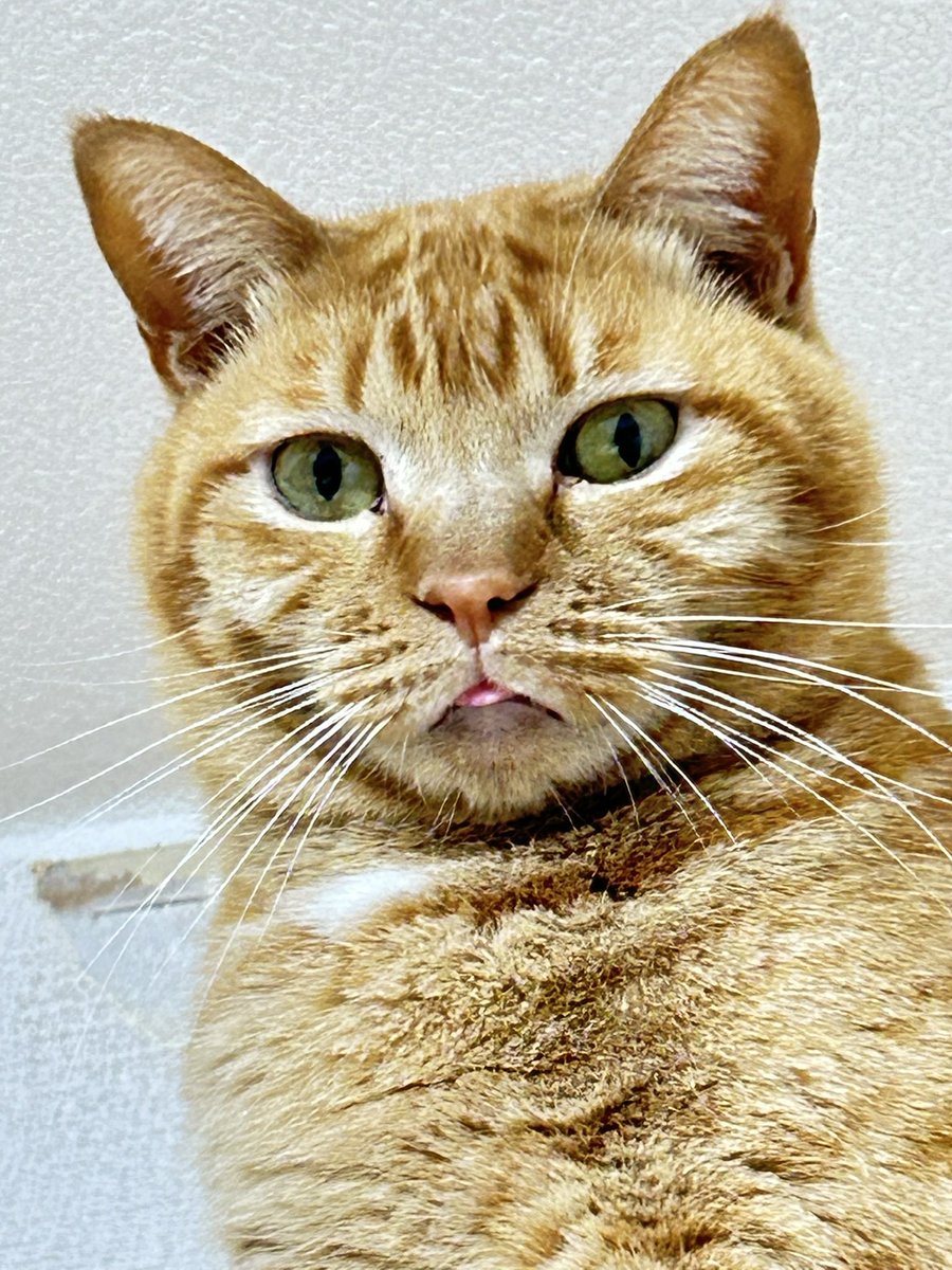 ShingmKururi's tweet photo. 3年前の9月11日はつきみさん家に初めて来た日✨✨
大きなお兄さん猫2匹いて怖かったね　（正式譲渡はひと月後）
最近はくるちゃんばっかりに手が掛かって、なかなか遊んであげられなくてごめんね　うちに来てくれてありがとね https://t.co/Z6GTrDzIZJ