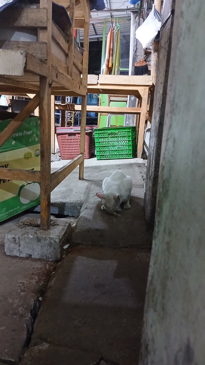 eleette's tweet photo. Alhamdulillah, bawa mam kucing. https://t.co/iNXRP94t1r
