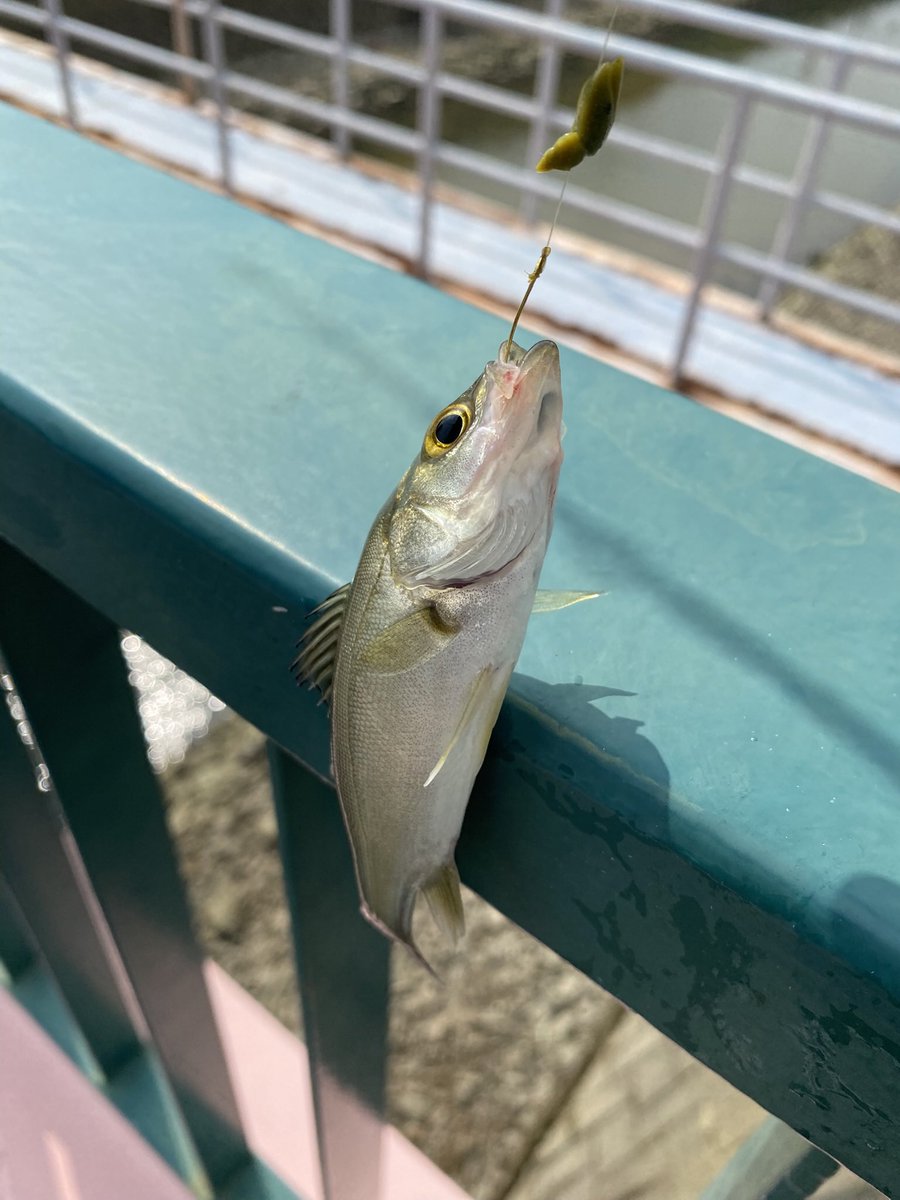 Legend_913's tweet photo. 大雨の影響で魚達も…  #釣り  #ハゼ  #セイゴ  #ブルーギル https://t.co/CDQzGItSyv