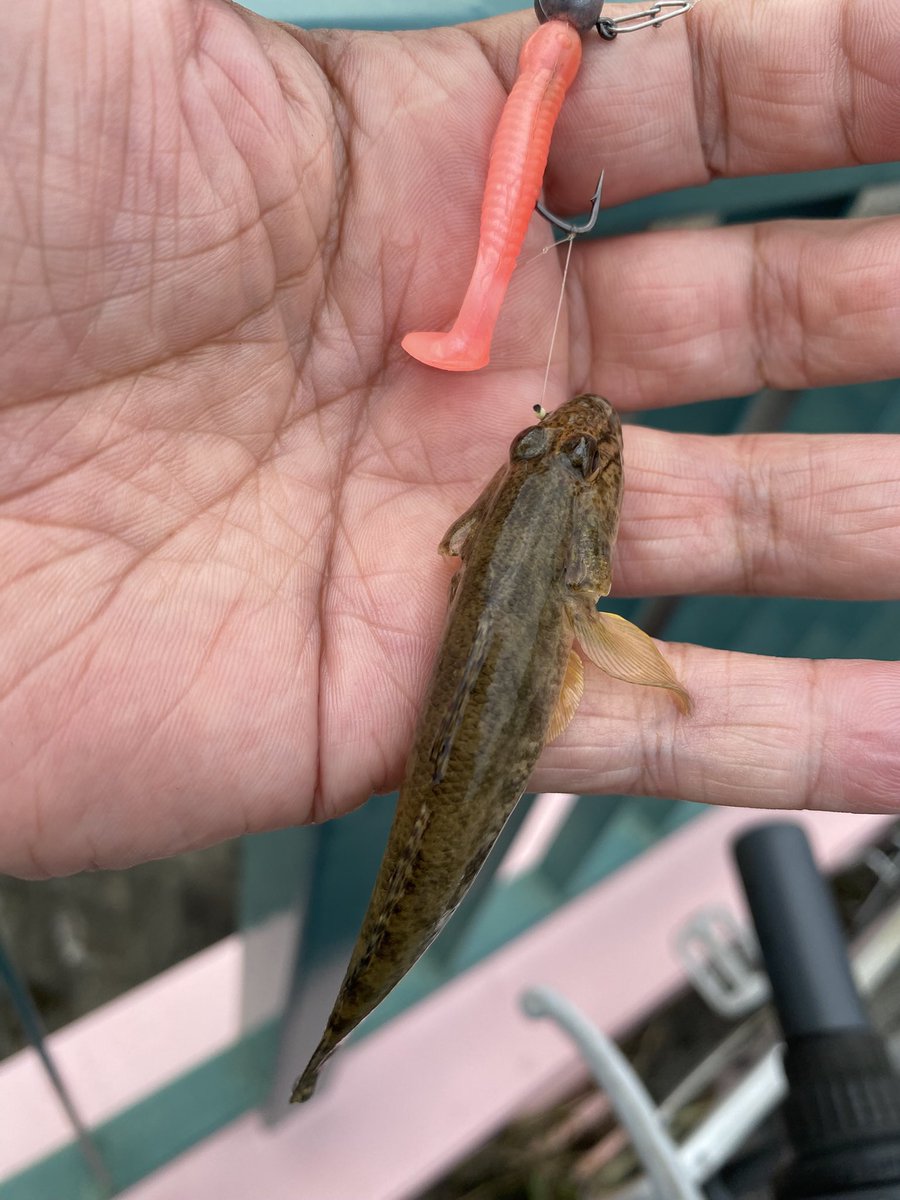 Legend_913's tweet photo. 大雨の影響で魚達も…  #釣り  #ハゼ  #セイゴ  #ブルーギル https://t.co/CDQzGItSyv