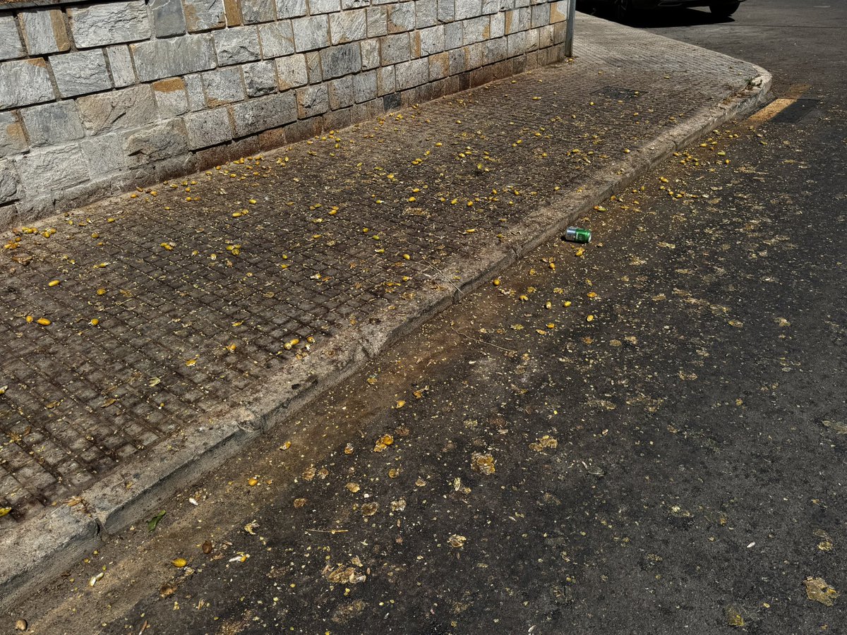 Nortes_Fran's tweet photo. Hola @AytoCartagenaES 

Estaría fabuloso que de vez en cuando se limpiaran las calles. 

Así como favor que os pedimos los ciudadanos...

Es vergonzoso. Zona Ciudad Jardín , acera de la antigua Guardería Colorín.

Pero aceras así hay muchas por diversos barrios de la ciudad https://t.co/3Bz5F1kLKv