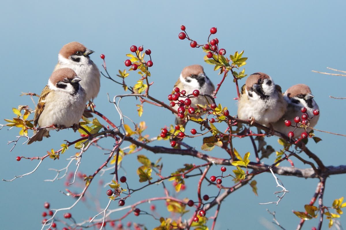 nerdyverz's tweet photo. birds &amp; berries https://t.co/jhte2W4Ouh