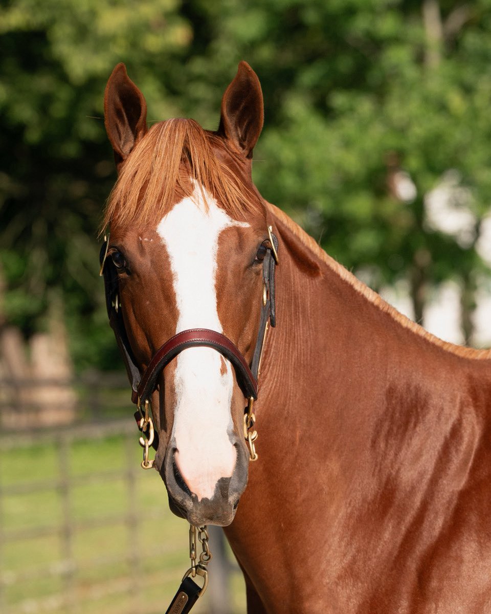 ClarklandFarm's tweet photo. Tomorrow, come by Barn 27 and check out HIP 653(ELITE POWER) &amp; HIP 664(MUNNINGS) at the #KeeSept sale! 🐎🔥

Don’t miss these special ones! 👀

#KeenelandSales #ClarklandFarm 

@coolmoreamerica @JuddmonteFarms @keenelandsales https://t.co/n6eBiPvr2K