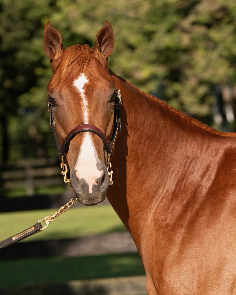 ClarklandFarm's tweet photo. Tomorrow, come by Barn 27 and check out HIP 653(ELITE POWER) &amp; HIP 664(MUNNINGS) at the #KeeSept sale! 🐎🔥

Don’t miss these special ones! 👀

#KeenelandSales #ClarklandFarm 

@coolmoreamerica @JuddmonteFarms @keenelandsales https://t.co/n6eBiPvr2K