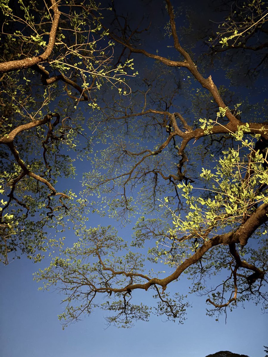 Craftsmangod's tweet photo. when the sky lets the branches have their moment.. https://t.co/pEaVQ54XAp
