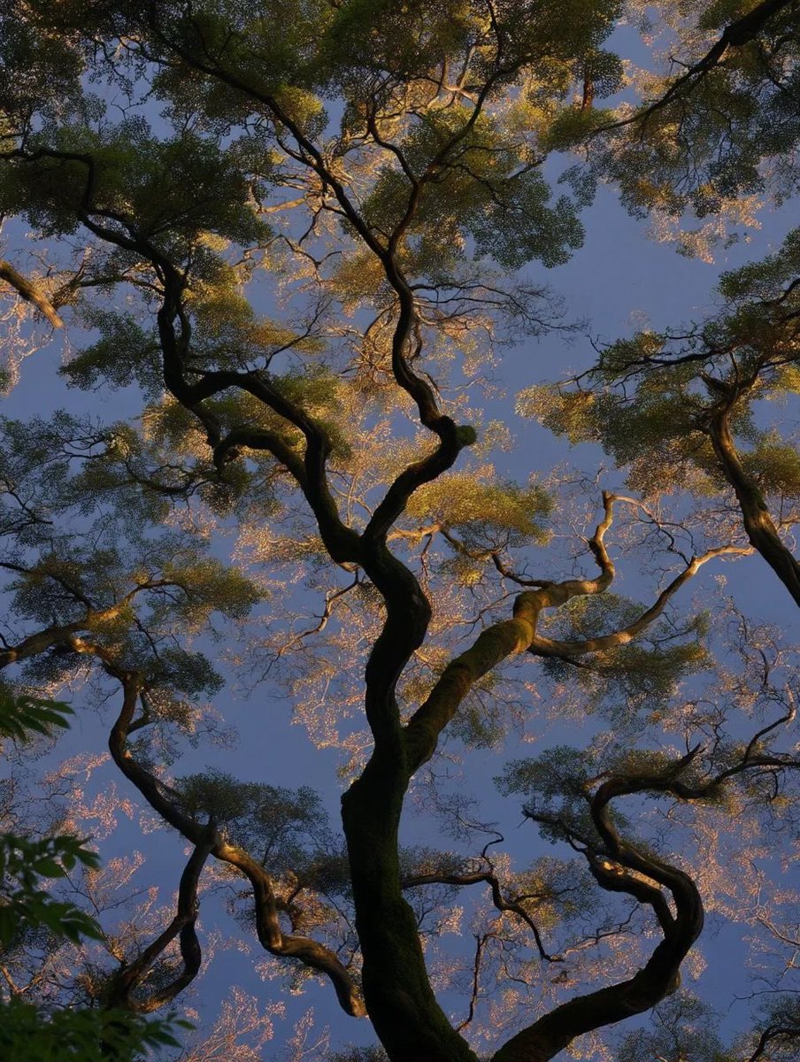 Craftsmangod's tweet photo. when the sky lets the branches have their moment.. https://t.co/pEaVQ54XAp