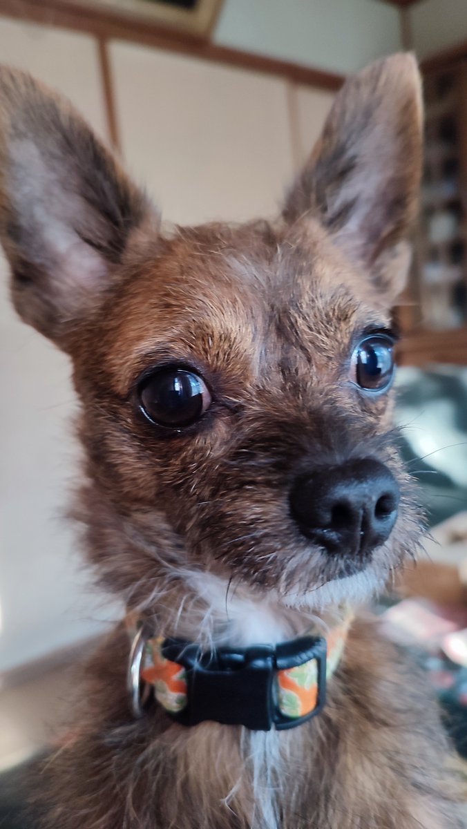 ko04jii's tweet photo. かってる犬をAIでちいかわに画像加工してもらった
似てるかは微妙だけどこれはこれで可愛い🤭
#ちいかわ https://t.co/AIRFj5lLKW