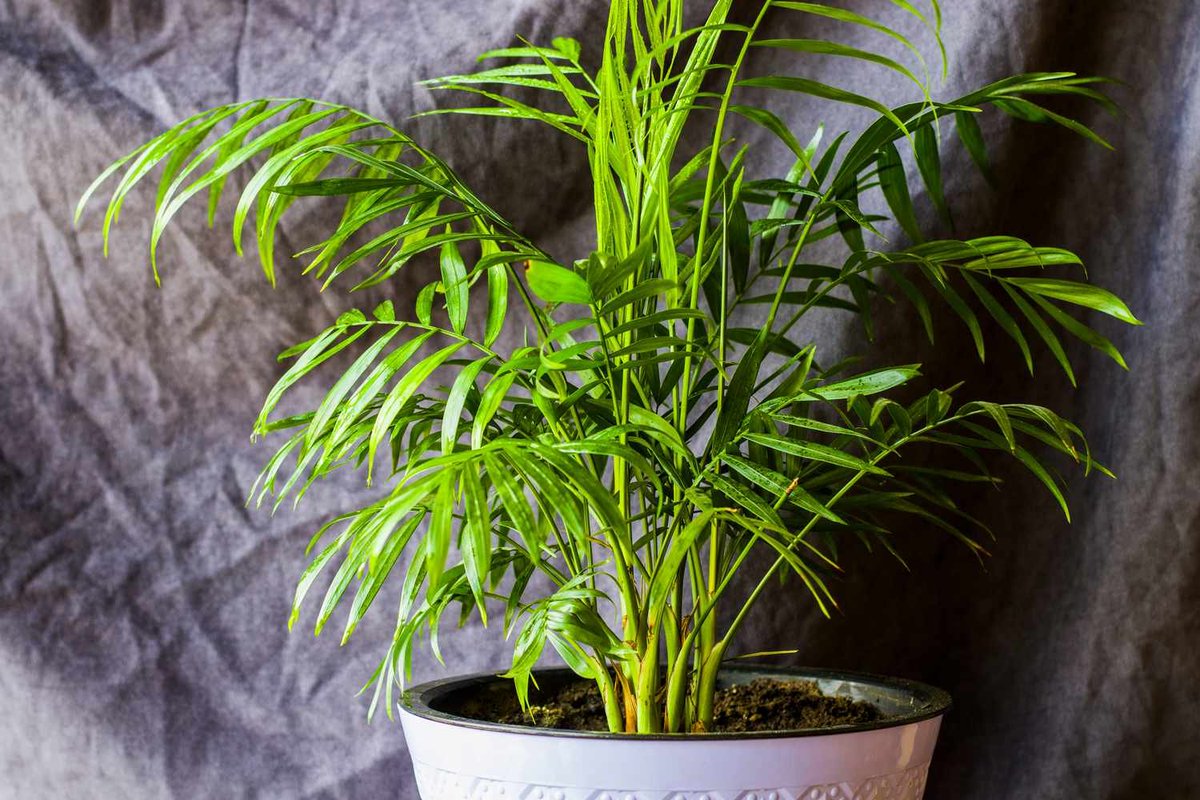 RexNursery's tweet photo. Palm tree seedlings available R5 
Call or watsapp 0769998422 https://t.co/NScjdkfyUm
