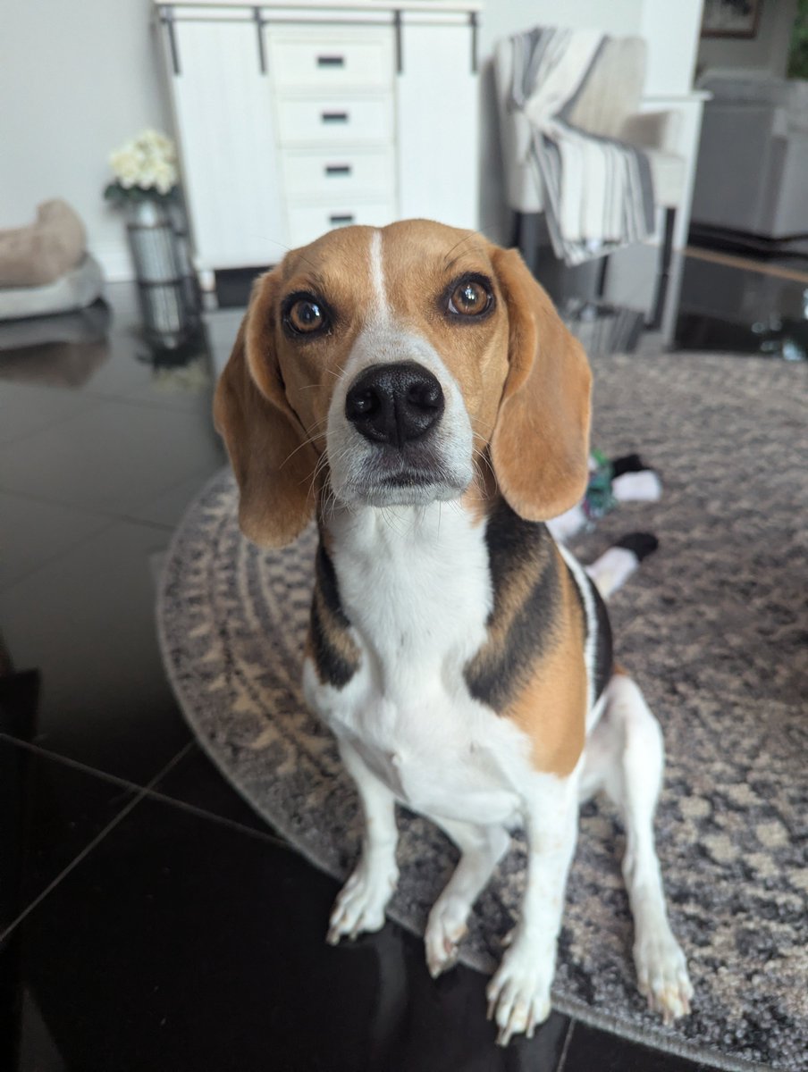 BeagleBrigadeGA's tweet photo. I don't know about this rain you are talking about mom! 🤣

Can we please go out on our walk?
#Beagles
Reesy 👑 https://t.co/BpmcgWhOlN