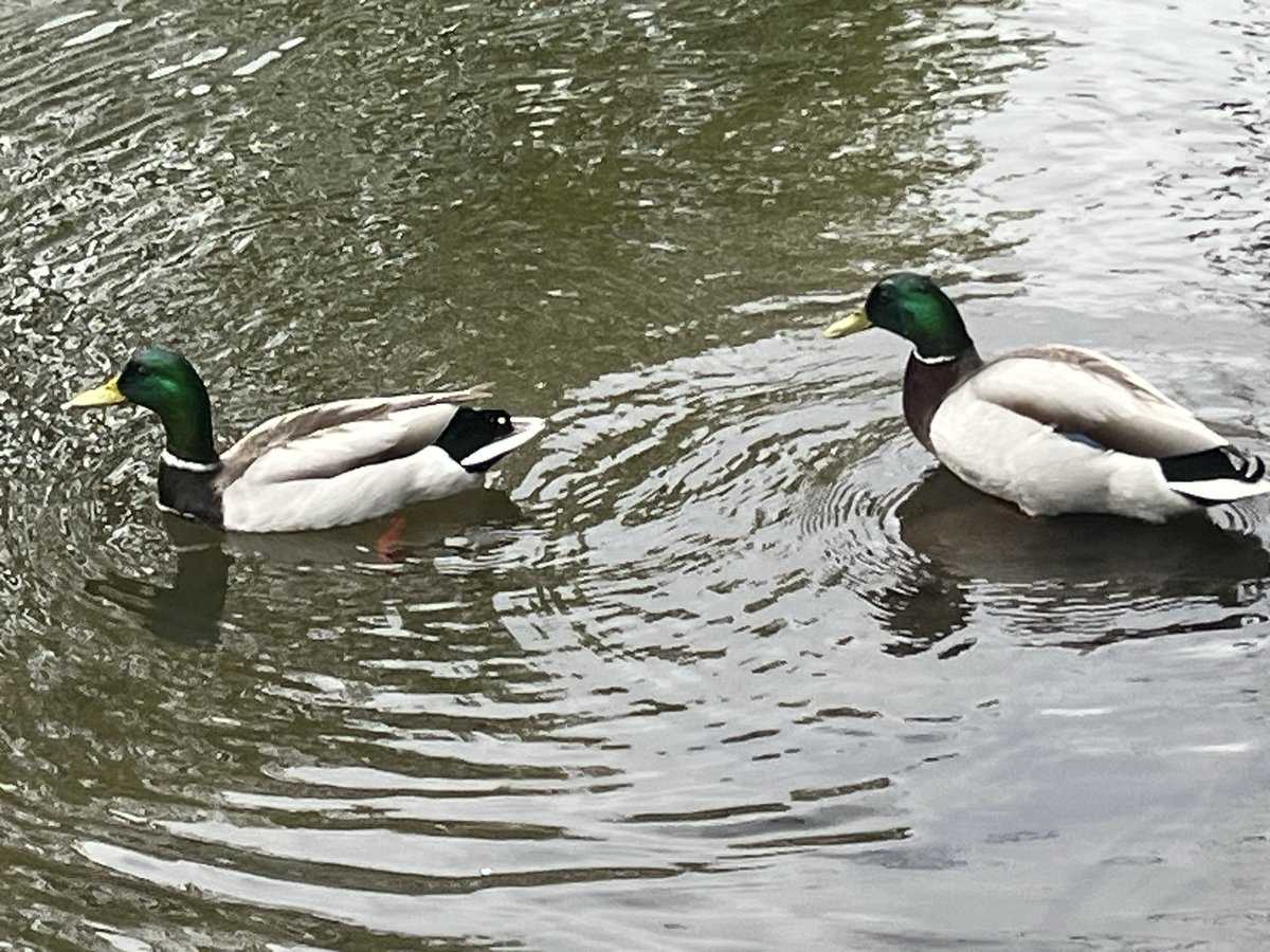 grilldad420's tweet photo. 2 Gay ducks…. a beautiful #PrideMonth4 gift https://t.co/ChVFhiBI14
