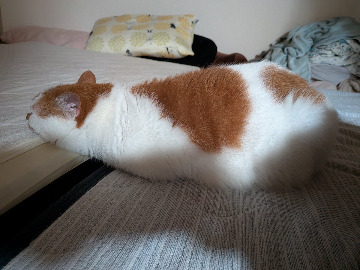mochi_keda's tweet photo. にゃまこ https://t.co/0VxCeVrMel