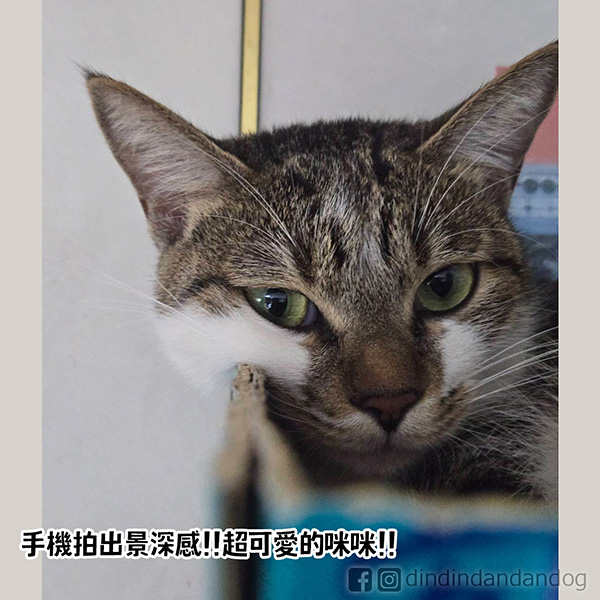 dindindandandog's tweet photo. 【噹噹的牙齒】
噹噹明明已經兩歲多，不過他的前臼齒卻沒有長齊全(有冒出一顆也只有一點點)
連醫生看到都問我說：他是有落齒嗎？
真的沒有！我也不知道為什麼他沒有長出來。我想這大概就是噹的五官非常像幼犬超級可愛的原因吧🥰

#町噹狗生活 https://t.co/aPFK6wH3ZM