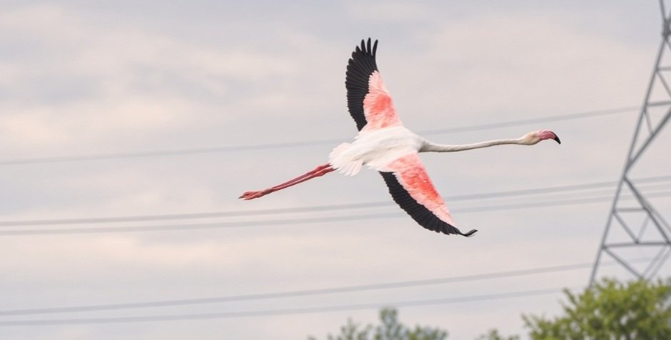 anuradhamathur's tweet photo. Flamingo in flight #DelhiNcr #birds #birdphotography #birding #naturephotography #indiAves https://t.co/JfNUF6NG06