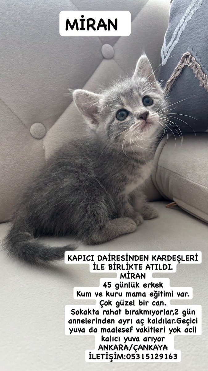 zllktlr's tweet photo. "Çok acil kalıcı yuva aranıyor! Ankara / Çankaya
 İletişim: @ankarahayvansahiplen https://t.co/XqjyzxuMwN https://t.co/kLND9twMbo