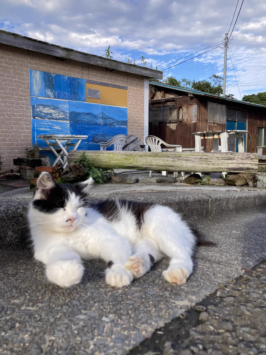 クロネコ堂@田代島 on X: 