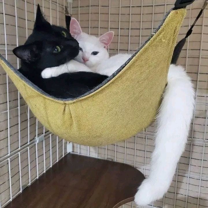 equine__dentist's tweet photo. me and my cat wife snuggling in our hammock https://t.co/ySrBbC2OQy